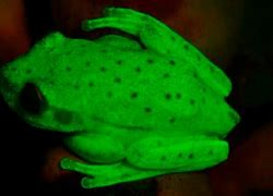 Image result for Neon Frog
