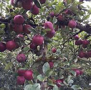 Image result for Arkansas Black Apple Tree