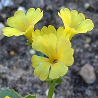 Image result for Primula allionii x lismore