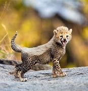 Image result for Cool Cheetah Cub Wallpaper
