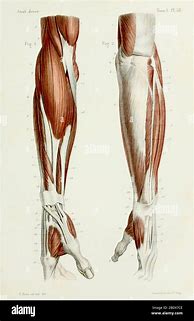 Image result for Vintage Arm Anatomy