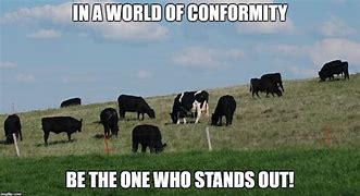 Image result for Social Psychology Memes Conformity