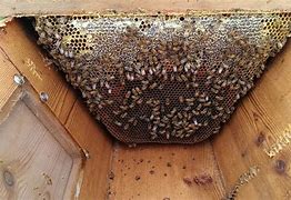 Image result for Top Bar Beekeeping