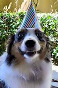 Image result for Happy Birthday Doggo