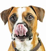 Image result for Boxer Dog Tongue