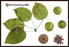 Image result for Hippomane Mancinella Seeds