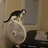 Image result for Funny Little Cat