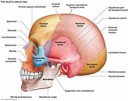 Image result for Mastoid Process