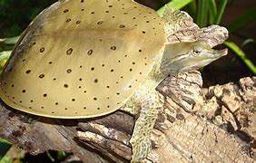Image result for Apalone Trionychidae