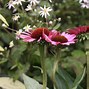 Image result for Echinacea purpurea Little Magnus (r)