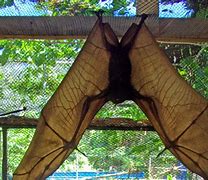 Image result for Giant Bats Philippines