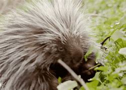Image result for Animated Porcupine