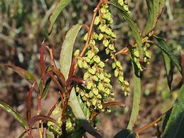 Image result for Stachyurus salicifolius