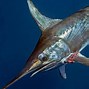 Image result for swordfish