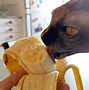 Image result for Cat Banana Memes Funny