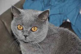 Image result for Missing British Blue Cat in Essex