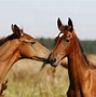 Image result for Arabian Foal