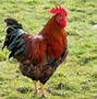 Image result for World's Fattest Chicken