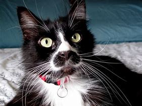 Image result for Siamese Munchkin Cat Calendar