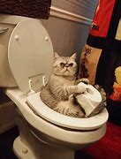 Image result for Toilet Cat Meme FFXIV