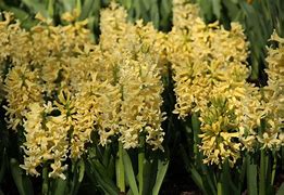 Image result for Hyacinthus Yellow Queen