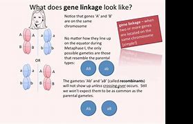 Image result for Genetic Linkage Biology