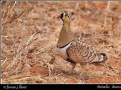 Image result for Pterocles decoratus