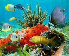 Image result for Underwater Fishes