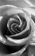 Image result for Rose Gold Aesthetic Images