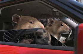 Image result for kia hamsters car commercials