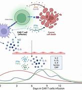 Image result for Cytokines and T Cells