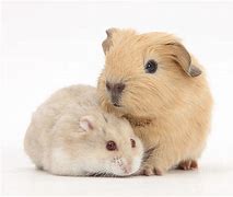 Image result for Guinea Pig Hamster