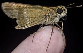 Image result for Hesperioidea