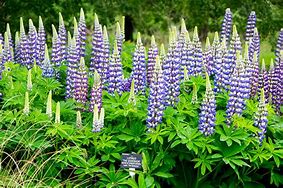 Image result for Lupinus The Governor