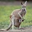 Image result for Birdo Kangaroo