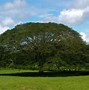 Image result for Guanacaste Tree Logo Design