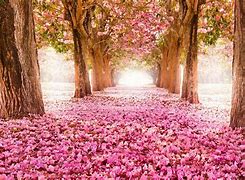 Image result for May Flowers Spring Wallpaper