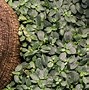 Image result for fittonia