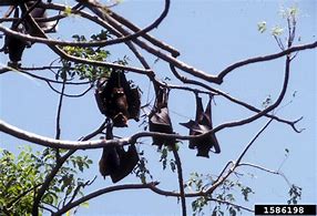 Image result for Philippine Fruit Bat