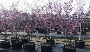 Image result for Prunus blireana