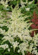 Image result for Astilbe arendsii Weisse Gloria