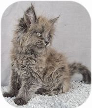 Image result for maine coons cats