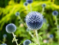 Image result for Things That Are Blue and Green