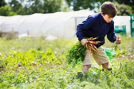 Image result for Child Picking Vegetables