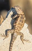 Image result for AZ Lizards