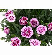 Image result for Dianthus Charmy