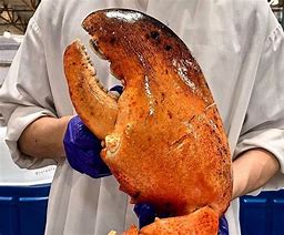 Image result for Lobster with Giant Claw