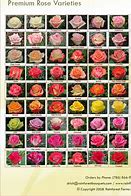Image result for Yellow Gold Roses Breeds