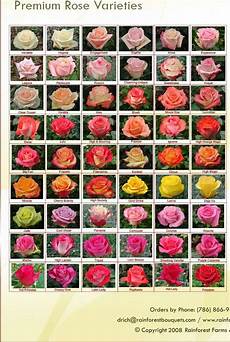 Roses And Its Names Rose Varieties Flower Chart