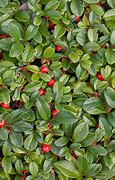 Image result for Ground Cover Red Berries